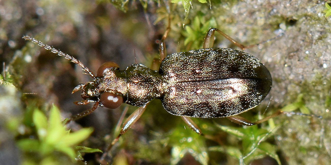 Avigliana, Lungo Dora: Carabidae lungo il fiume.